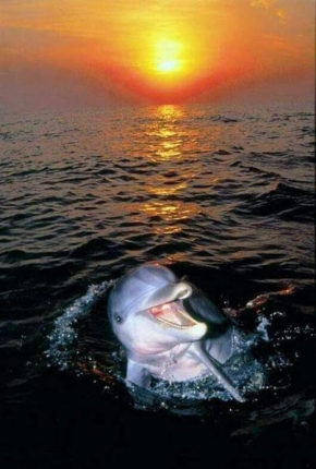 Aspra al delfino bianco